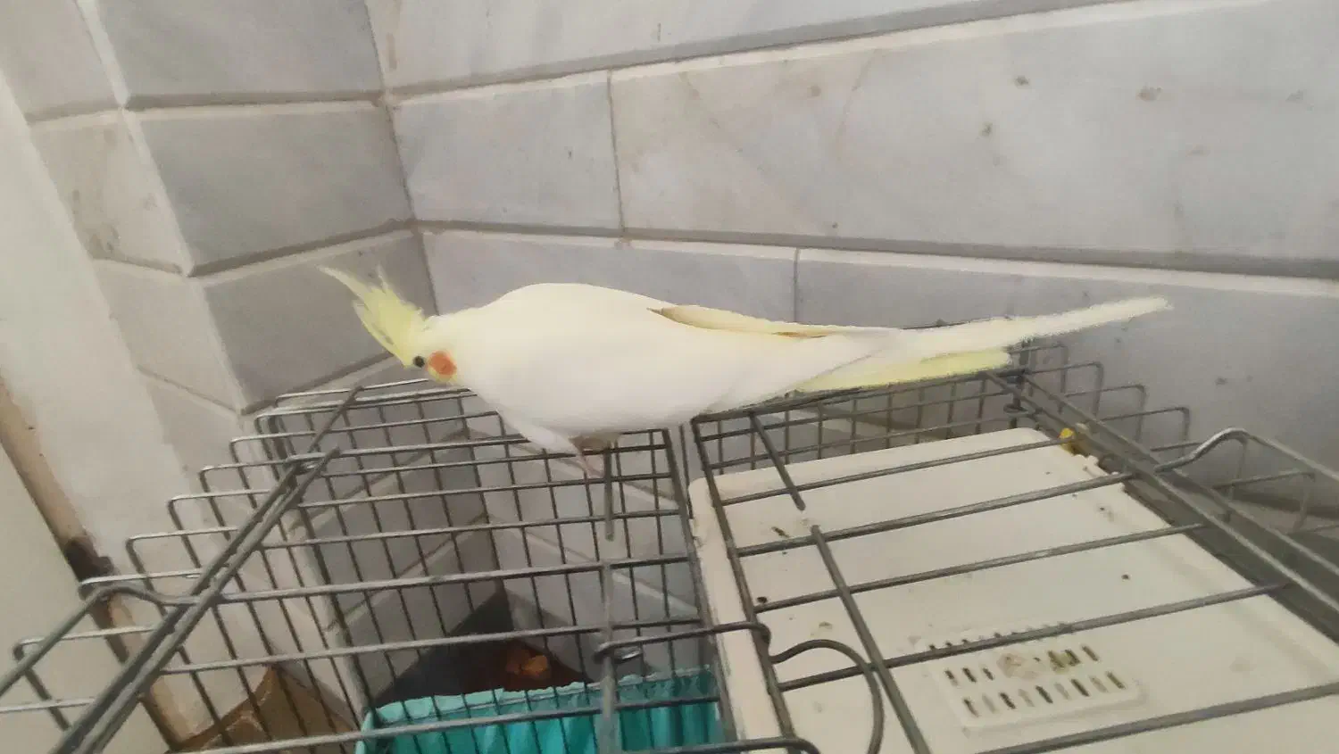 عروس هلندی ماده|پرنده|خنجین, |دیوار