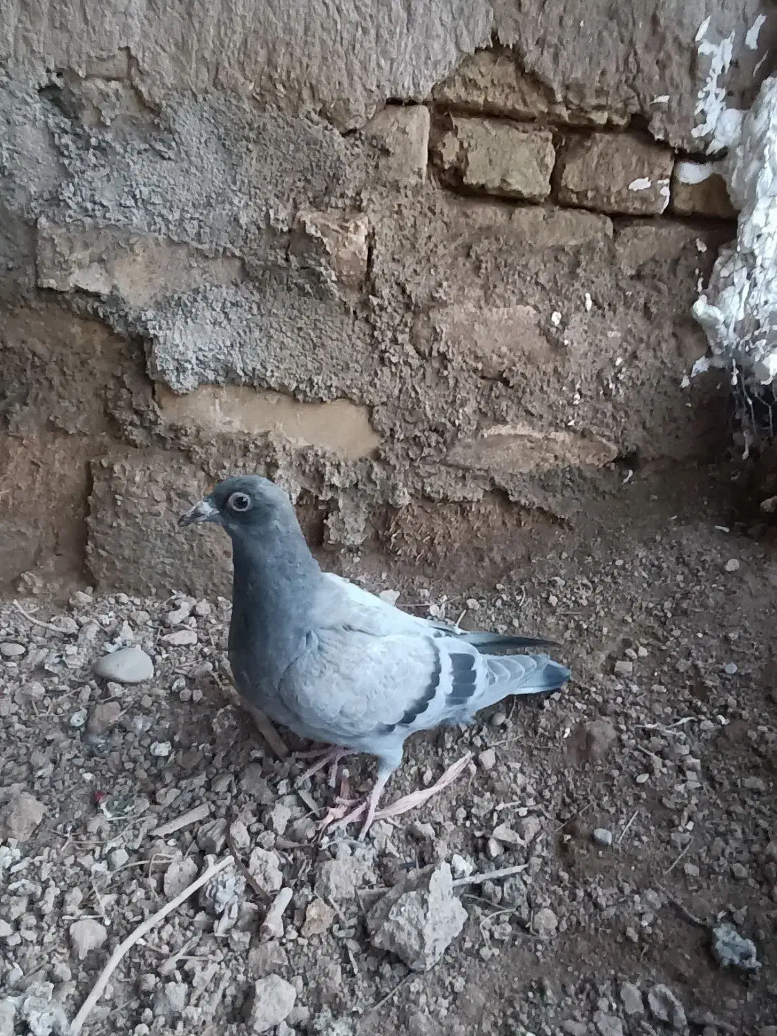 کفتر پلاکی معاوضه|پرنده|جوادآباد, |دیوار