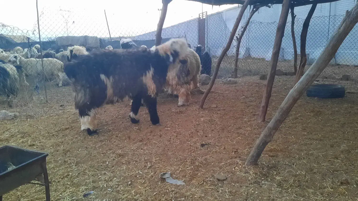 بره چاق|حیوانات مزرعه|گتوند, |دیوار