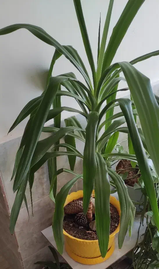 گل نخل|گل و گیاه طبیعی|مشهد, بهمن|دیوار