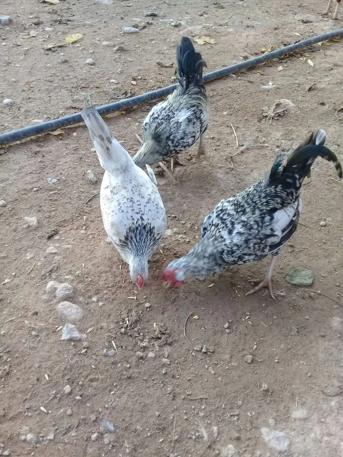 مرغ خروس مینیاتوری|حیوانات مزرعه|چگنی, |دیوار