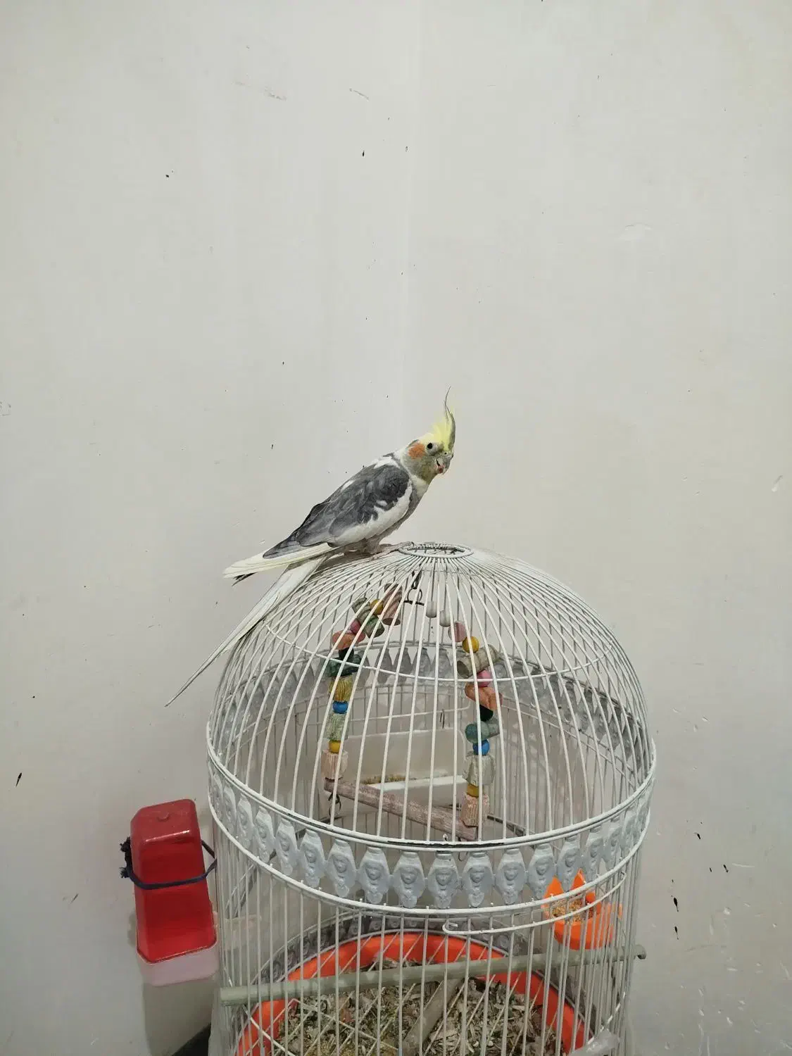 عروس هلندی سخنگو|پرنده|کرمان, |دیوار