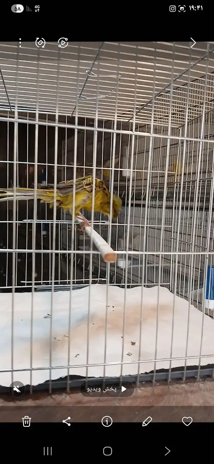 قناری نر کاکلی سبز خاص|پرنده|تهران, جابری|دیوار