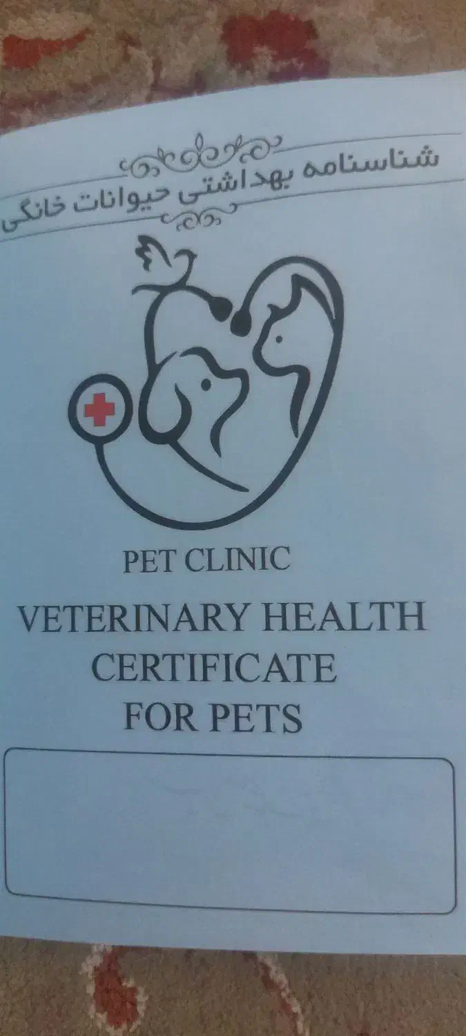 سگ شیتزو|سگ|یزد, |دیوار