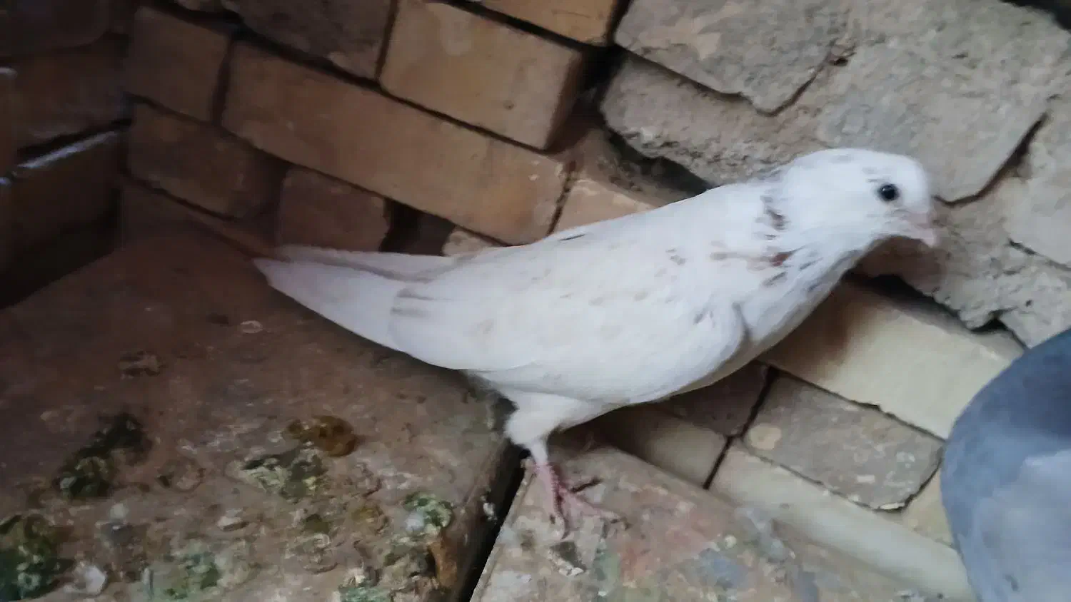 ۷ عدد کبوتر|پرنده|بروجن, |دیوار