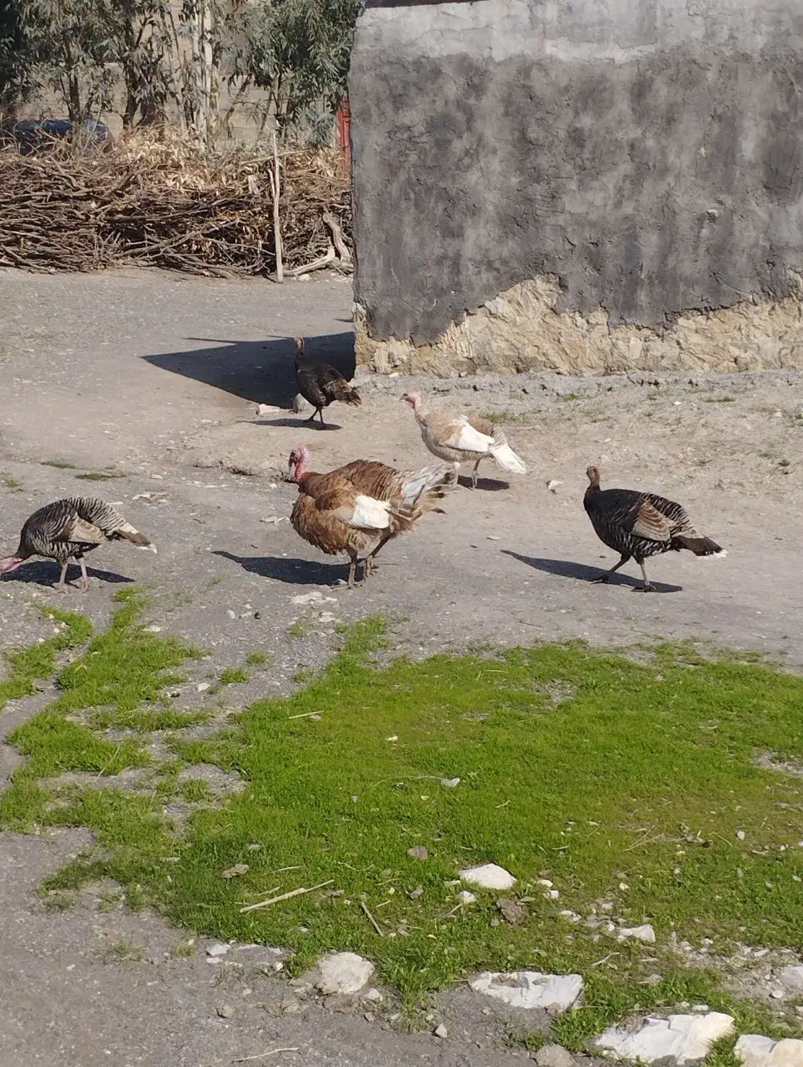 بوقلمون|حیوانات مزرعه|جوانرود, |دیوار