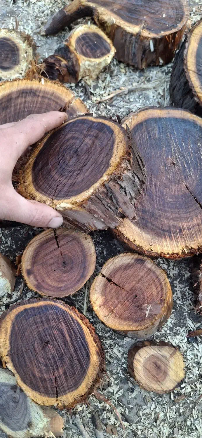 چوب کهور و ریشه کهور|صنایع دستی و سایر لوازم تزئینی|اهواز, کوروش|دیوار