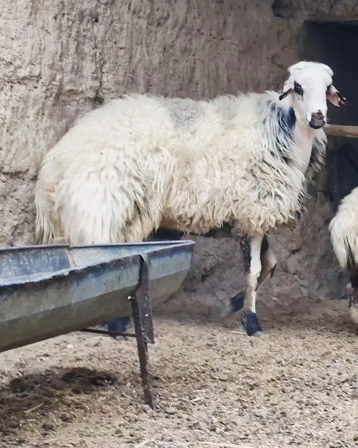 فروش ویژه شگفت انگیز قوچ هترو نر همووبره|حیوانات مزرعه|بجنورد, |دیوار