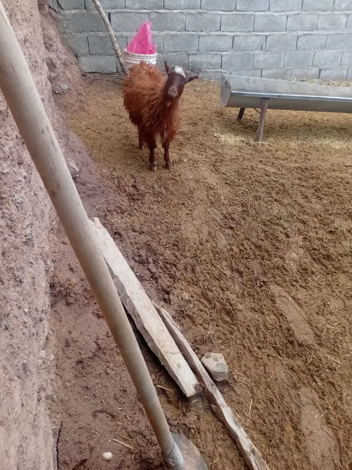 کهره|حیوانات مزرعه|نگار, |دیوار