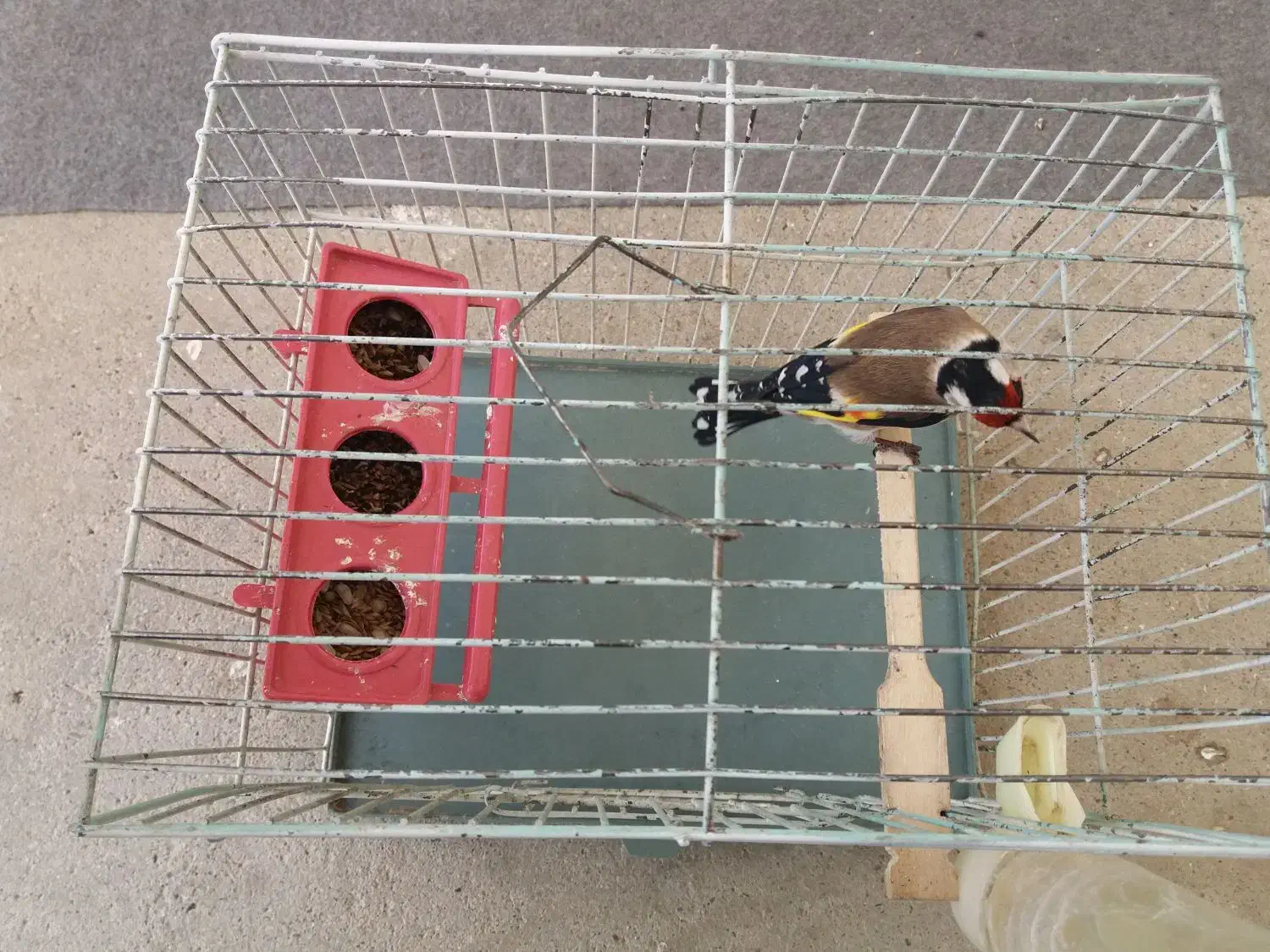 سهره|پرنده|همدان, |دیوار