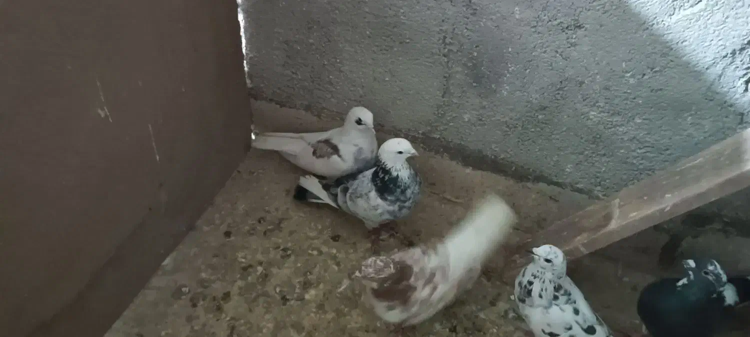 کفتر یا کبوتر|پرنده|مشکیندشت, |دیوار