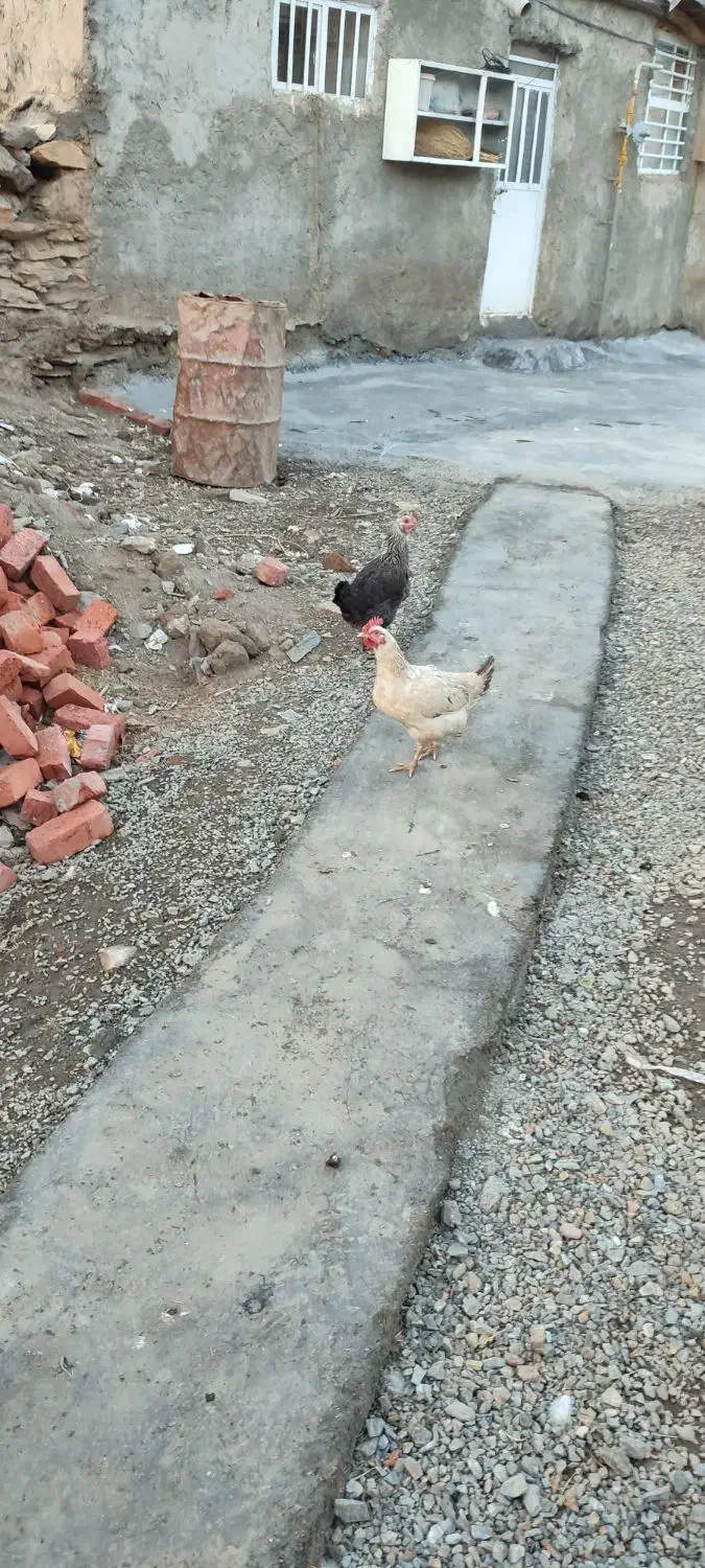 مرغ محلی|حیوانات مزرعه|مریوان, |دیوار