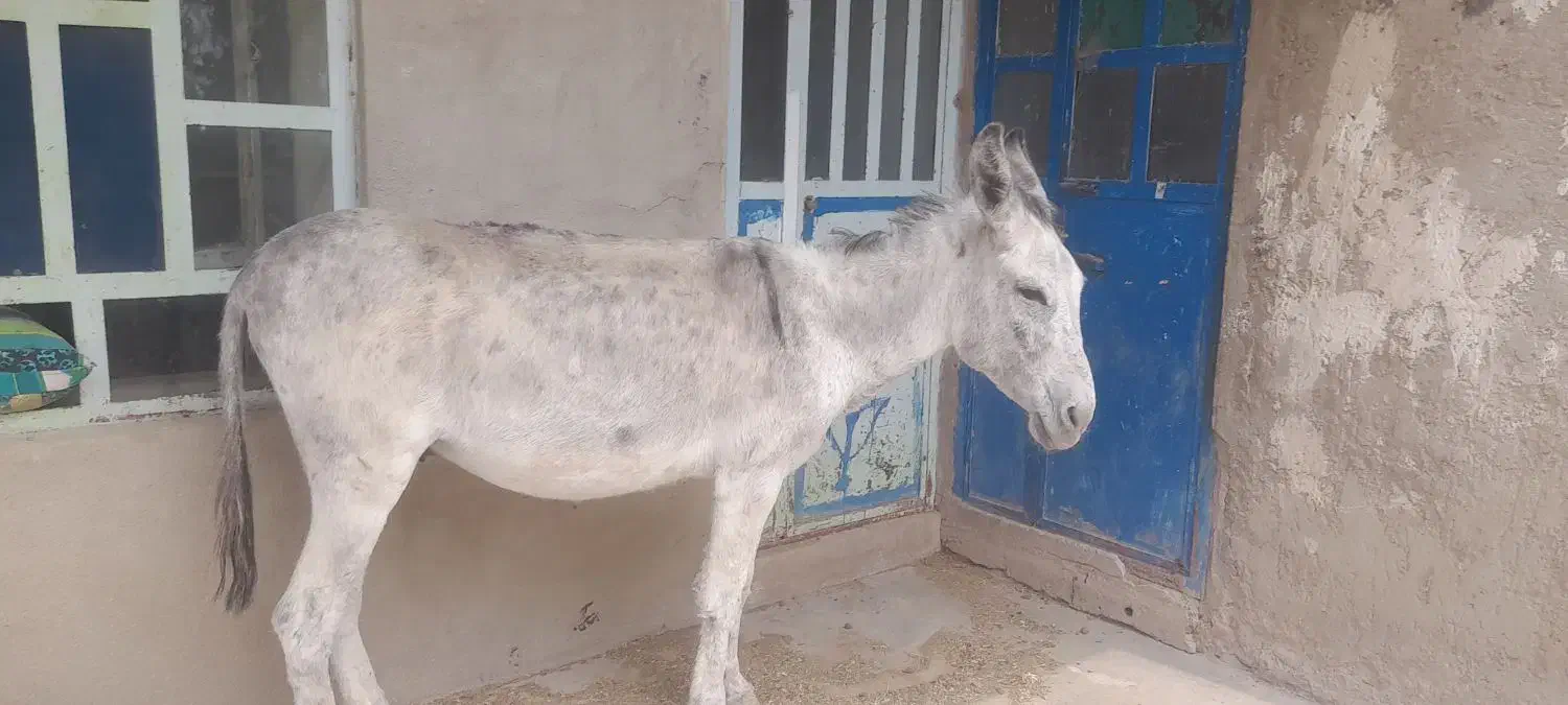 الاغ فروش|حیوانات مزرعه|لوداب, |دیوار