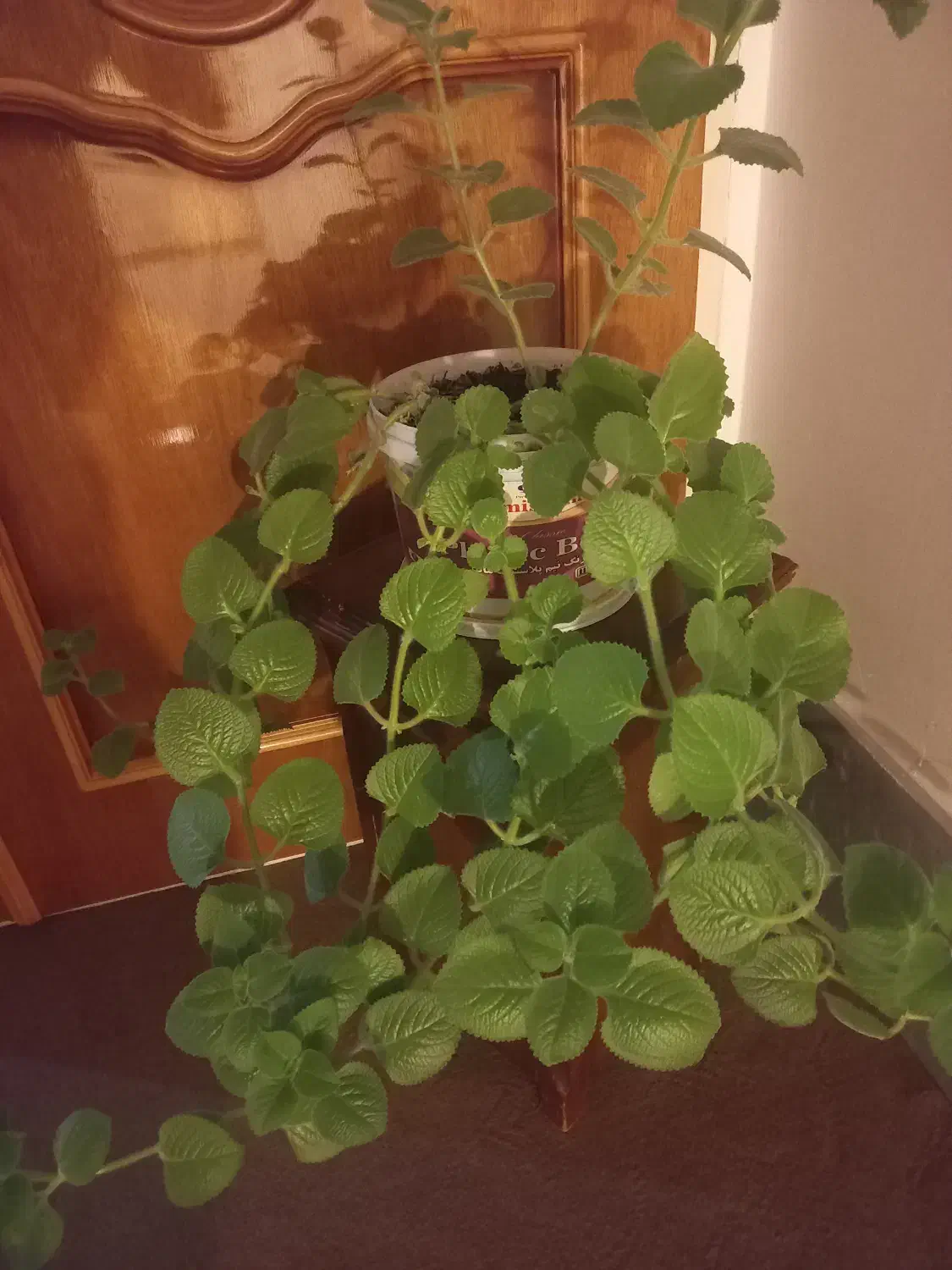 ختمی زینتی بودار|گل و گیاه طبیعی|اهر, |دیوار