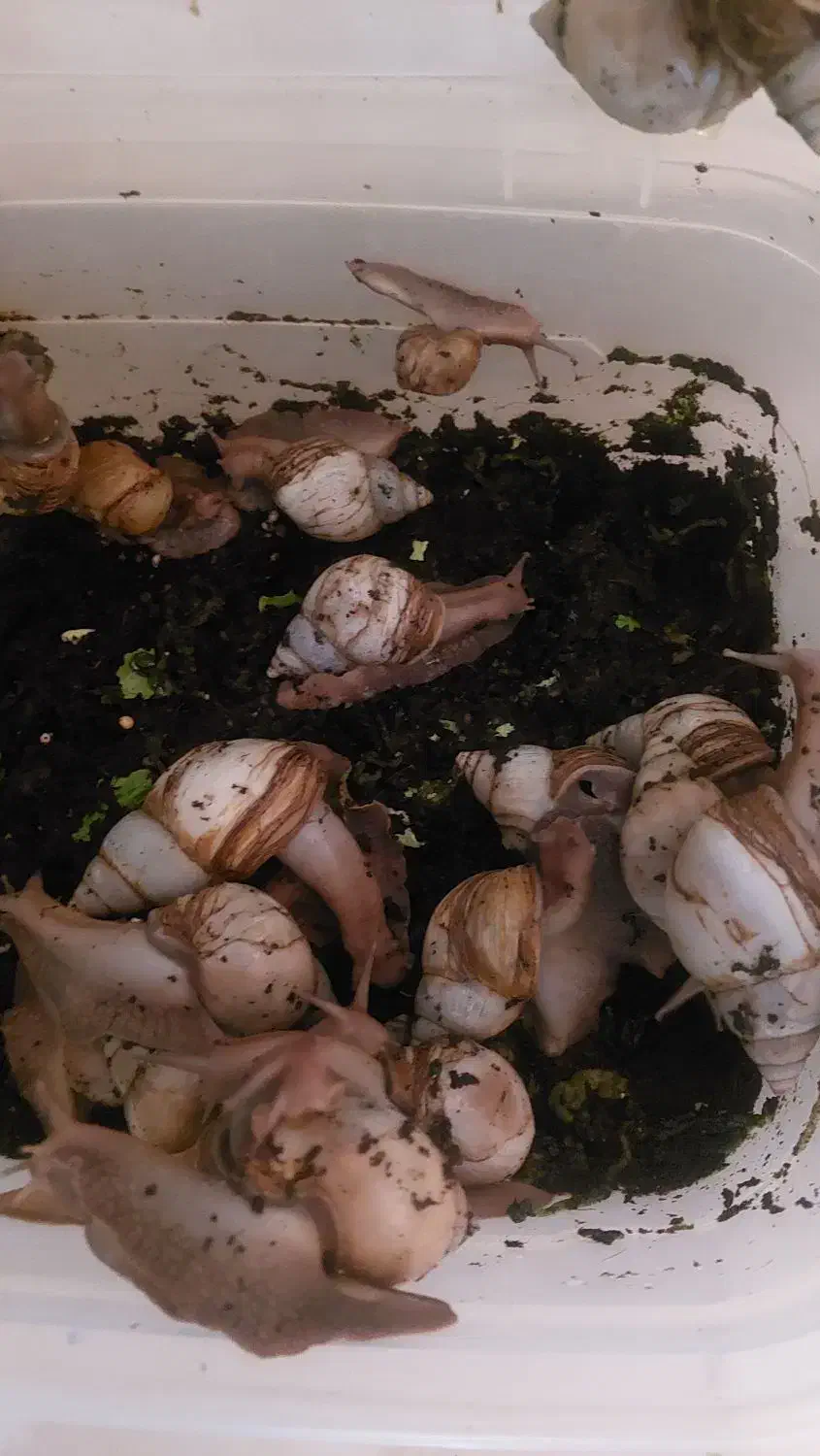 حلزون|خزنده|رباط‌کریم, مسکن مهر آبشناسان|دیوار