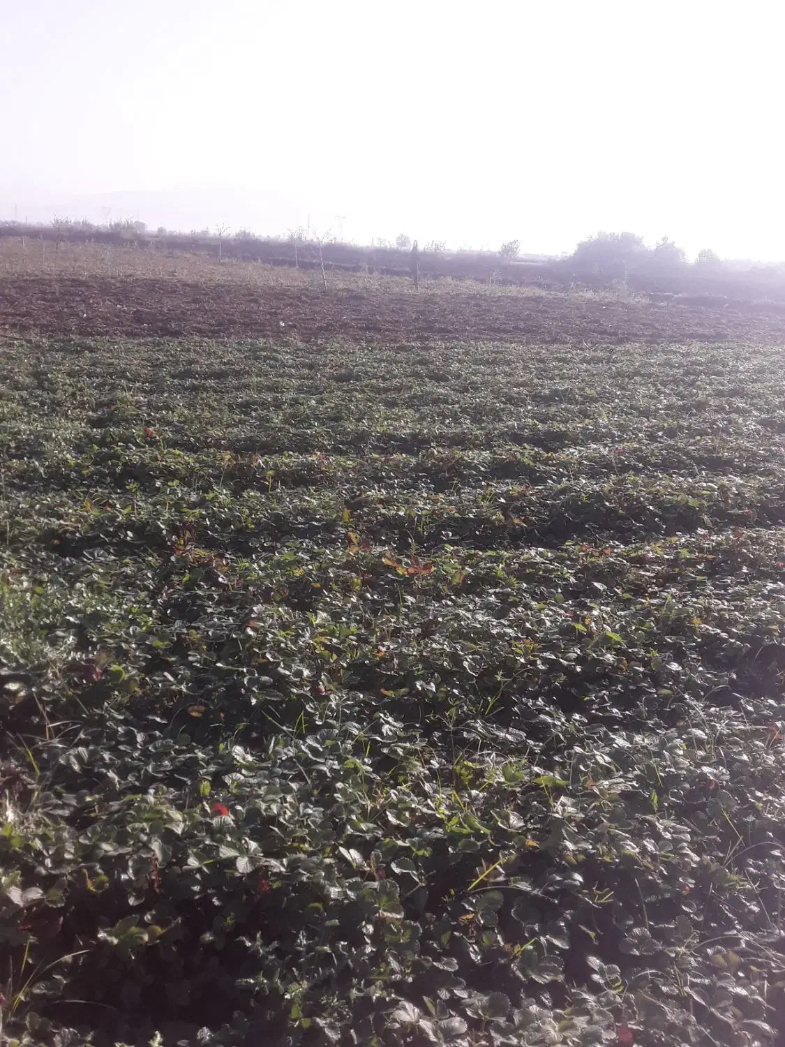 نهال سابرینا توت عالی|گل و گیاه طبیعی|مزرعه کتول, |دیوار