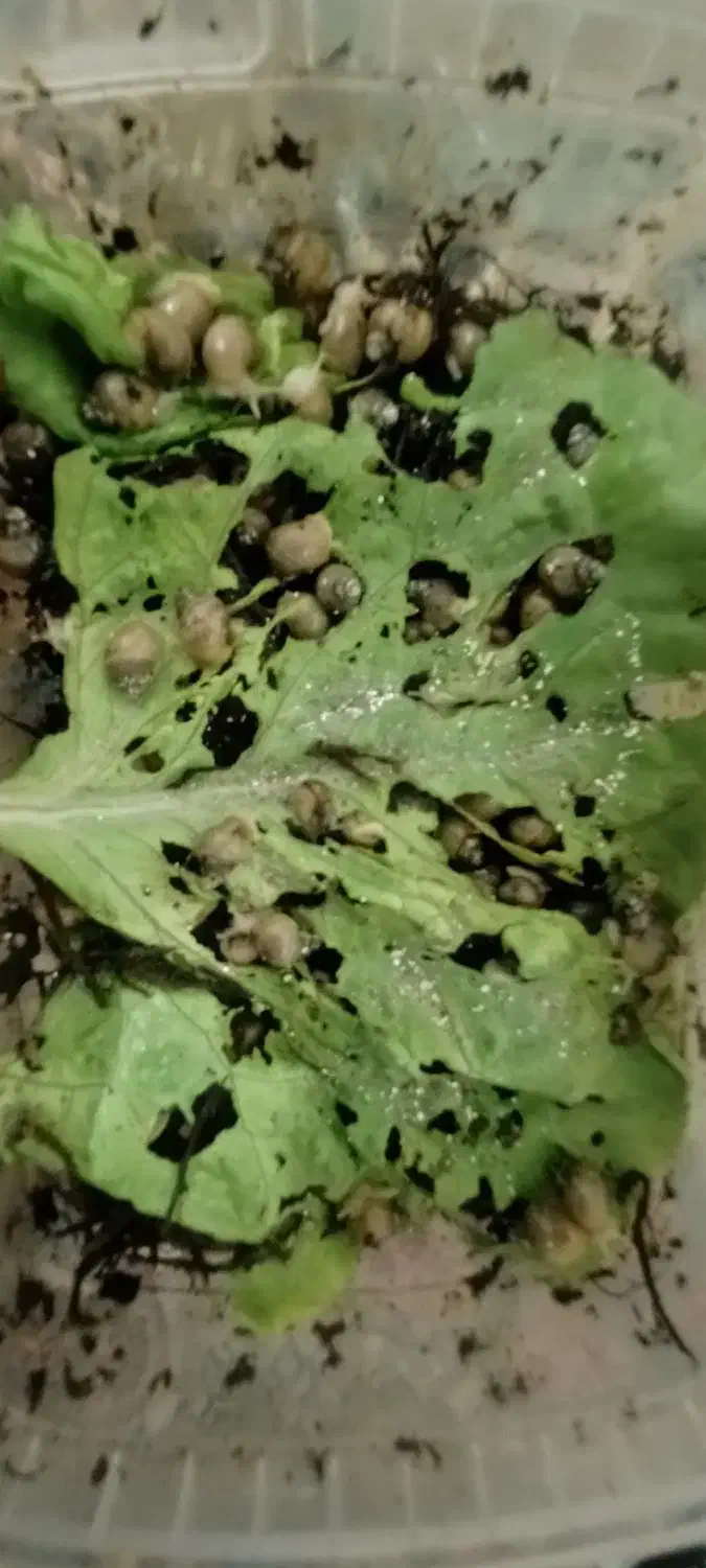 جوجه حلزون|خزنده|پرند, فاز ۶|دیوار