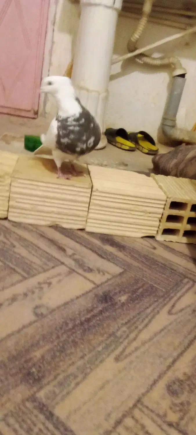 طوقی نر|پرنده|کرمانشاه, |دیوار