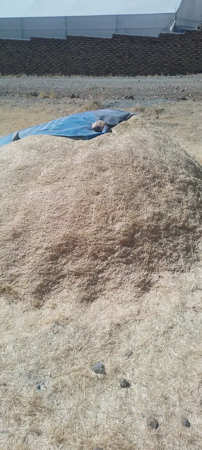 کاه گندم دیم|خدمات باغبانی و درختکاری|دینور, |دیوار