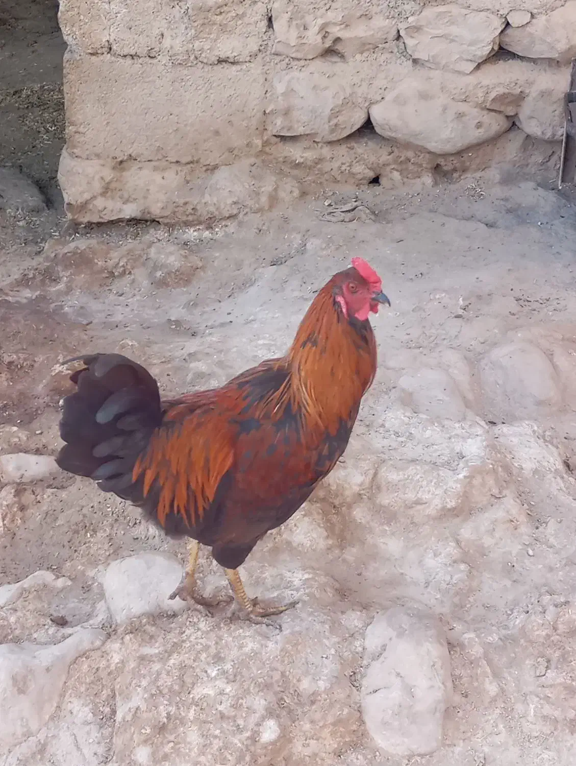 ۴عدد خروس جوان|حیوانات مزرعه|کارزان, |دیوار