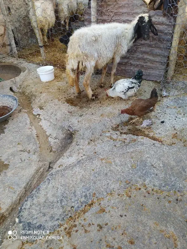 گوسفند|حیوانات مزرعه|زرنه, |دیوار