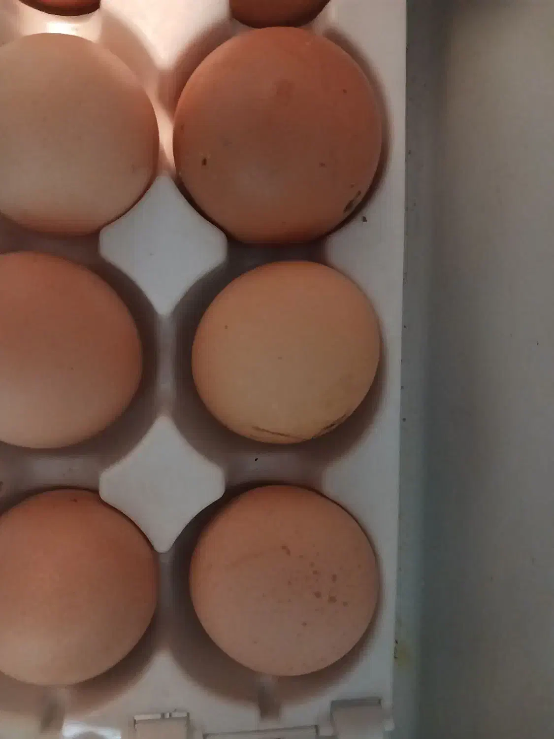 تخم مرغ سمی عالی ودرشت|خوردنی و آشامیدنی|جوادآباد, |دیوار