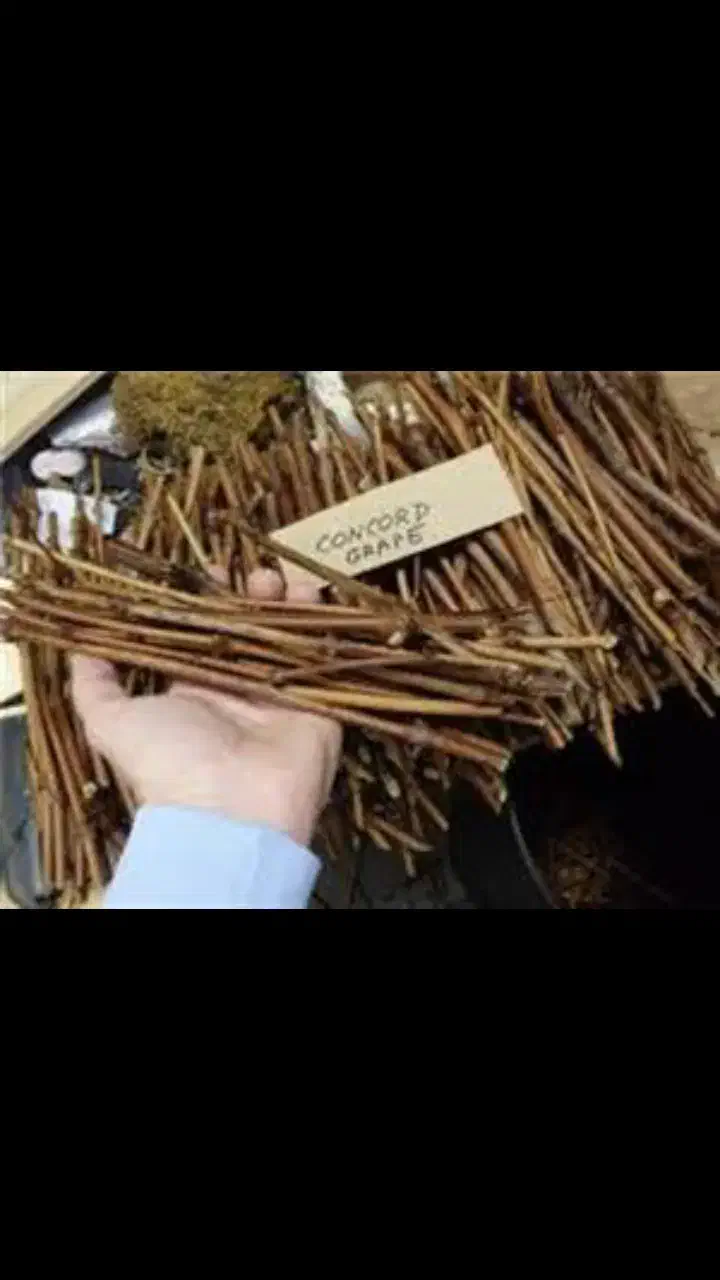 نهال انگور تاک میم|گل و گیاه طبیعی|مشهد, فرخد|دیوار