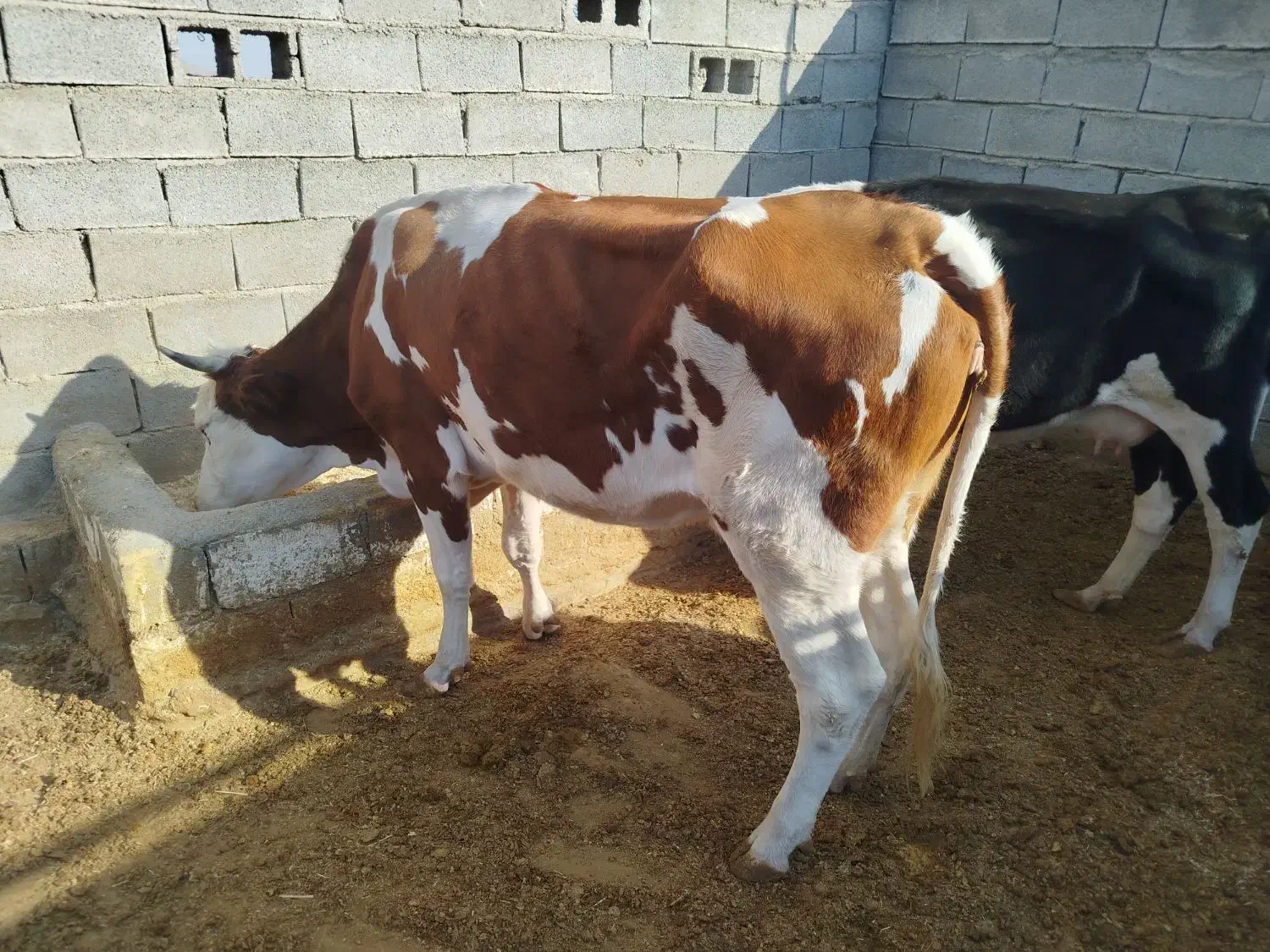 سه تا گاو جوان|حیوانات مزرعه|نورآباد ممسنی, |دیوار