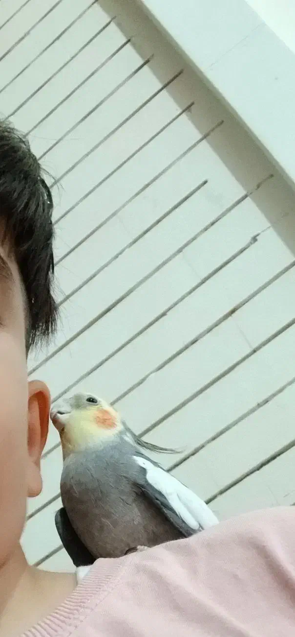 عروس هلندی نر رام|پرنده|سنقر, |دیوار