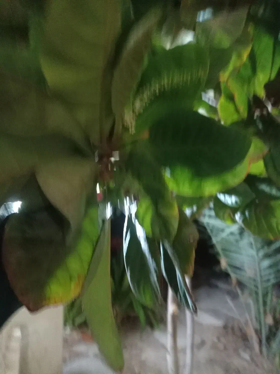 پلاک موتور پیدا شده|اشیا|بندر گناوه, |دیوار