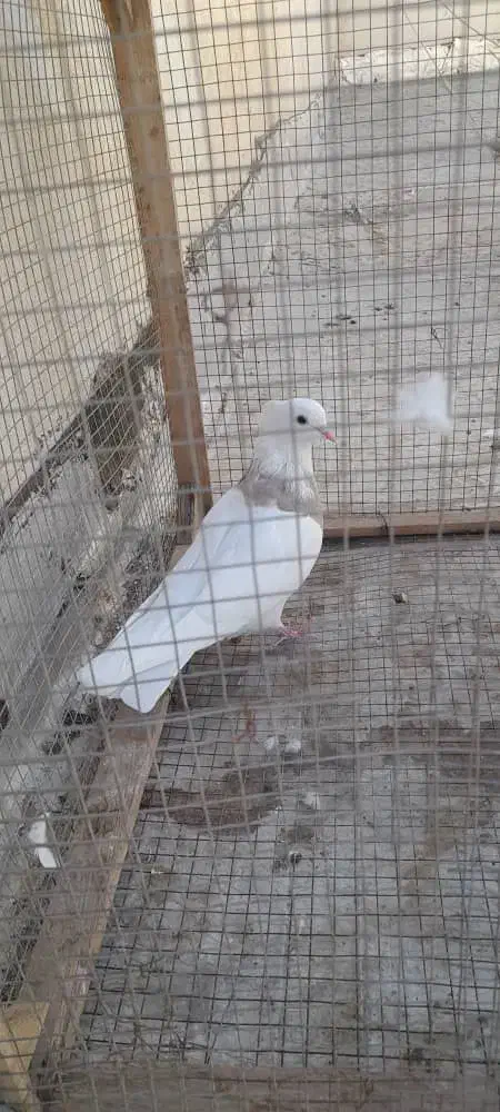 ماده طوقی|پرنده|شاهین‌شهر, عطار|دیوار