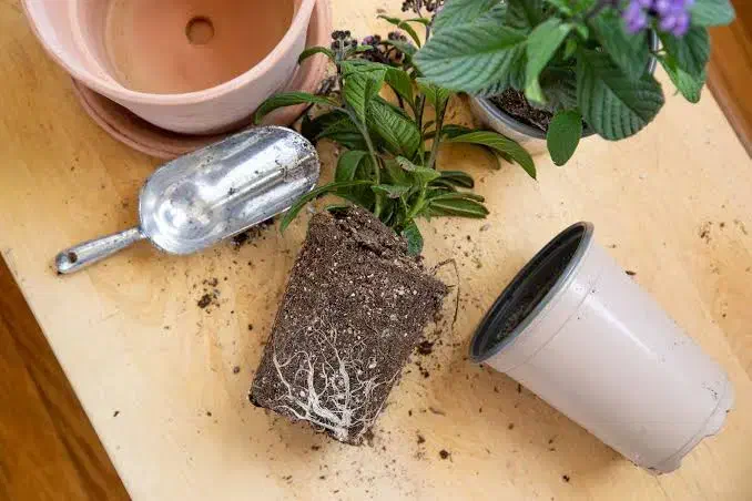 تعویض گلدان و خاک گل و گیاه و نهال و درخت|خدمات باغبانی و درختکاری|فلاورجان, |دیوار