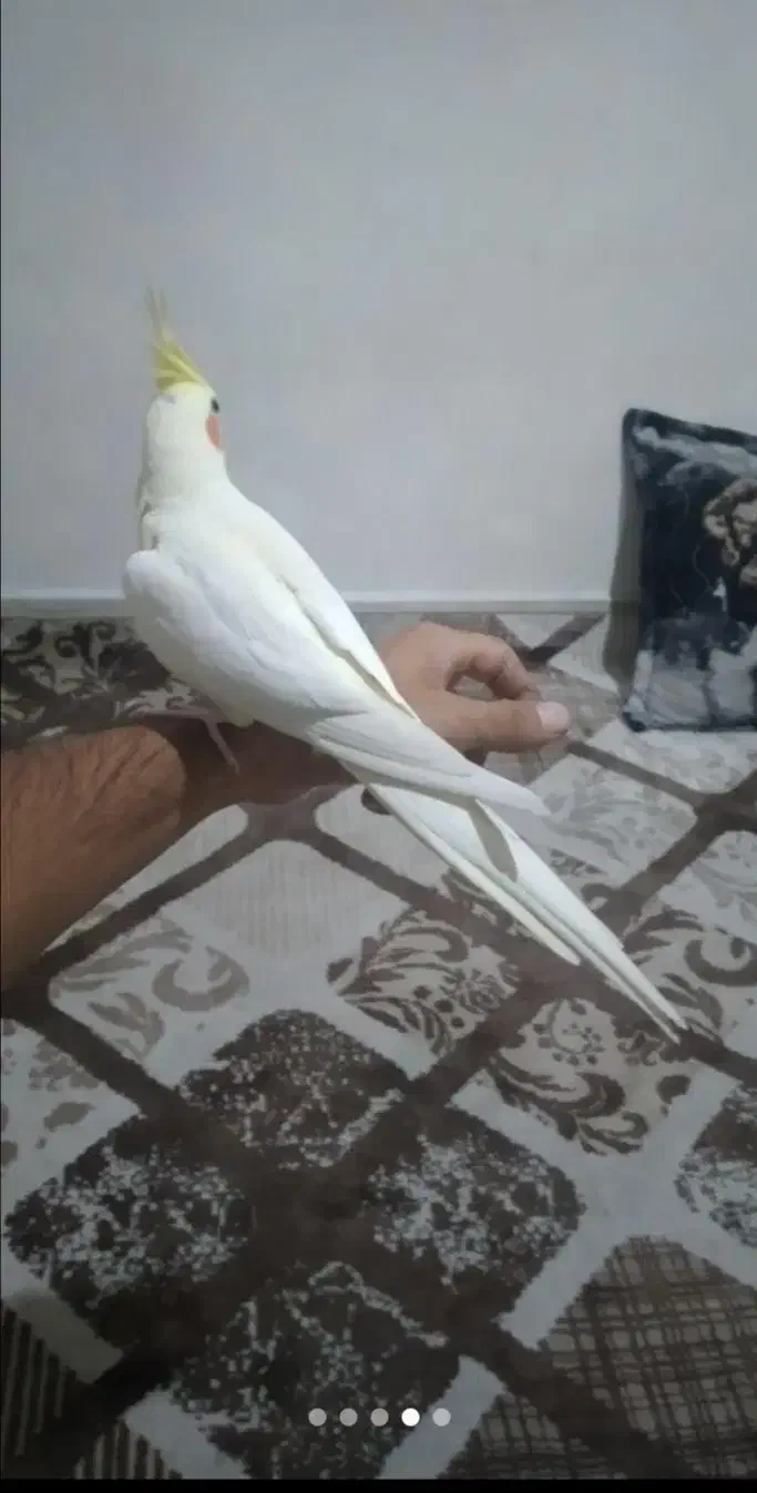 عروس هلندی نر لوتینو|پرنده|صفادشت, |دیوار