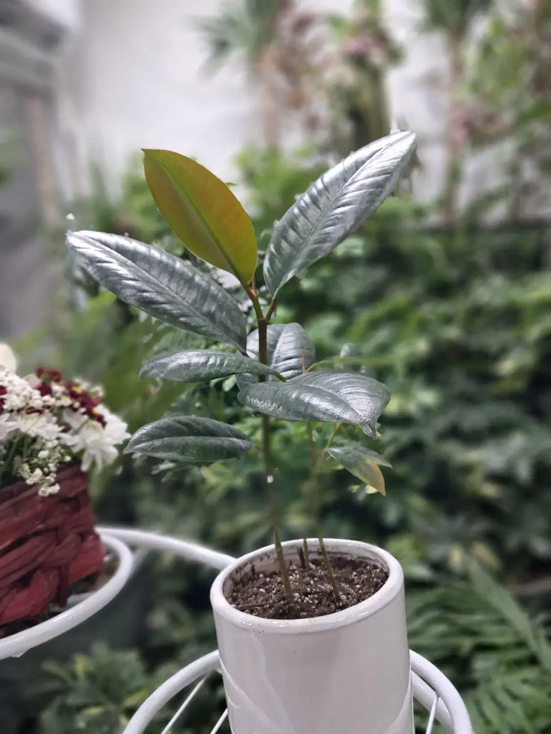 فیکوس بلک عمده و تکی|گل و گیاه طبیعی|رفسنجان, |دیوار