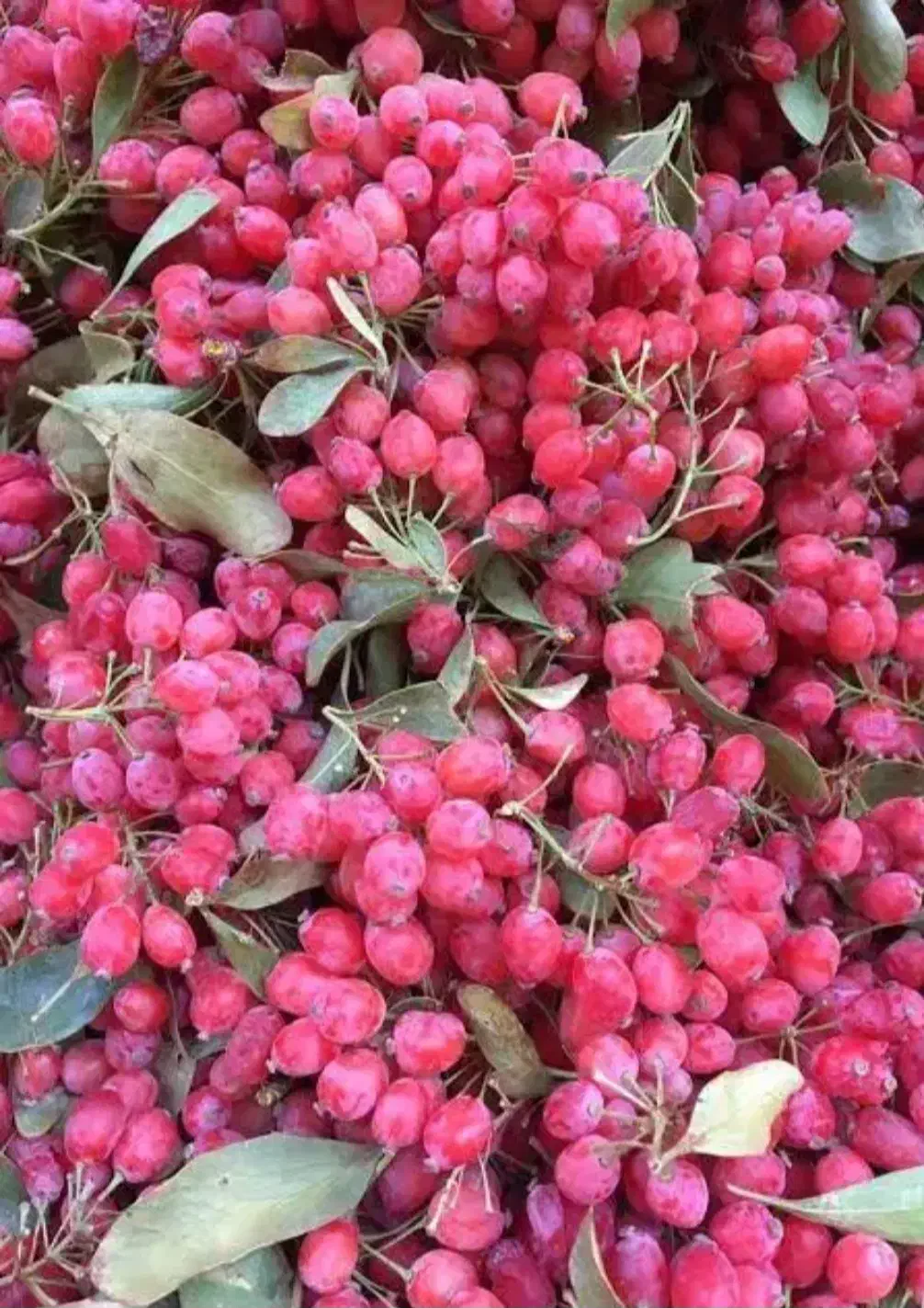 زرشک تازه وشاخ روخریداریم|خدمات باغبانی و درختکاری|بیرجند, |دیوار