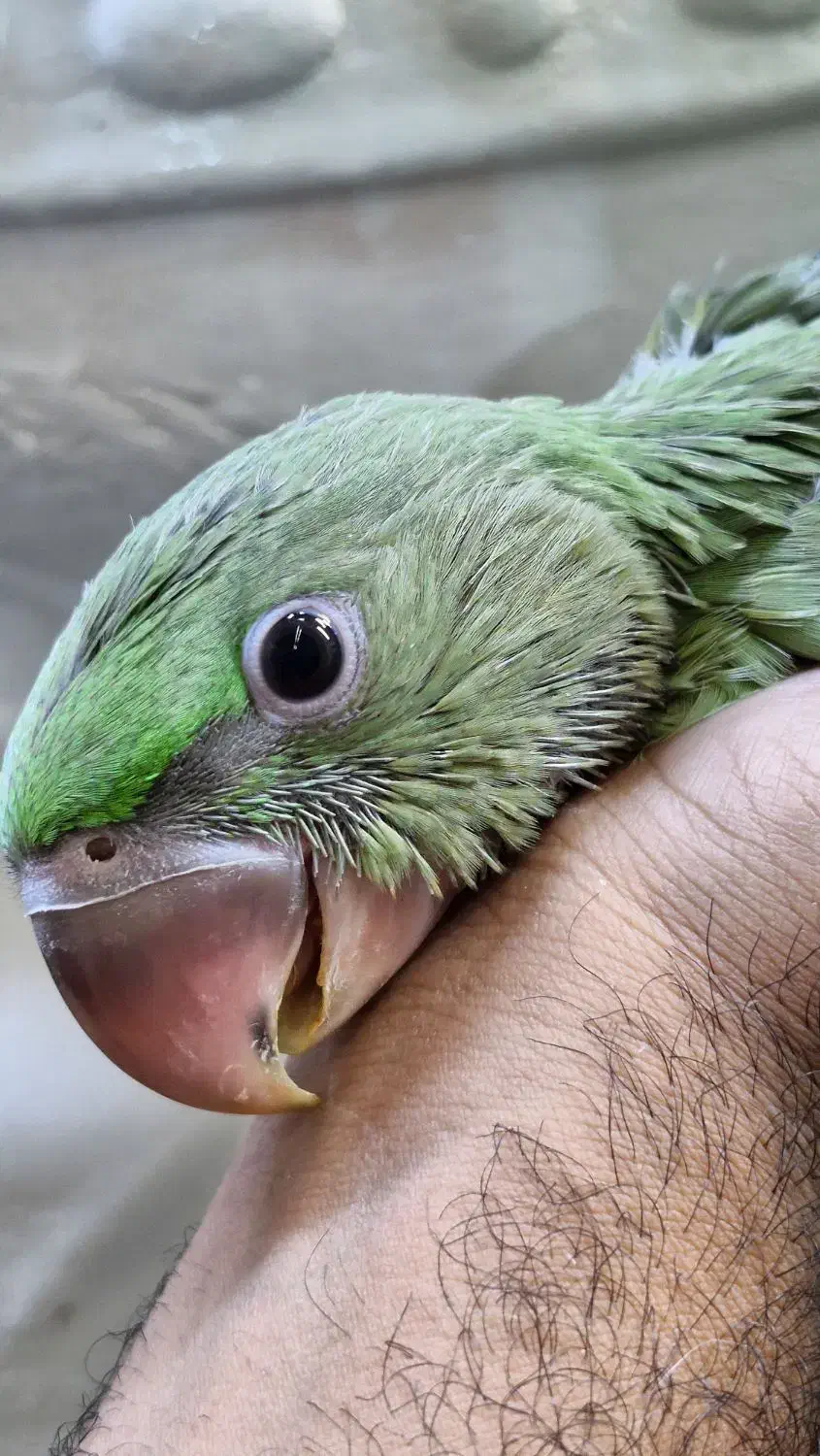 شاه طوطی اسکندر|پرنده|بیرجند, |دیوار