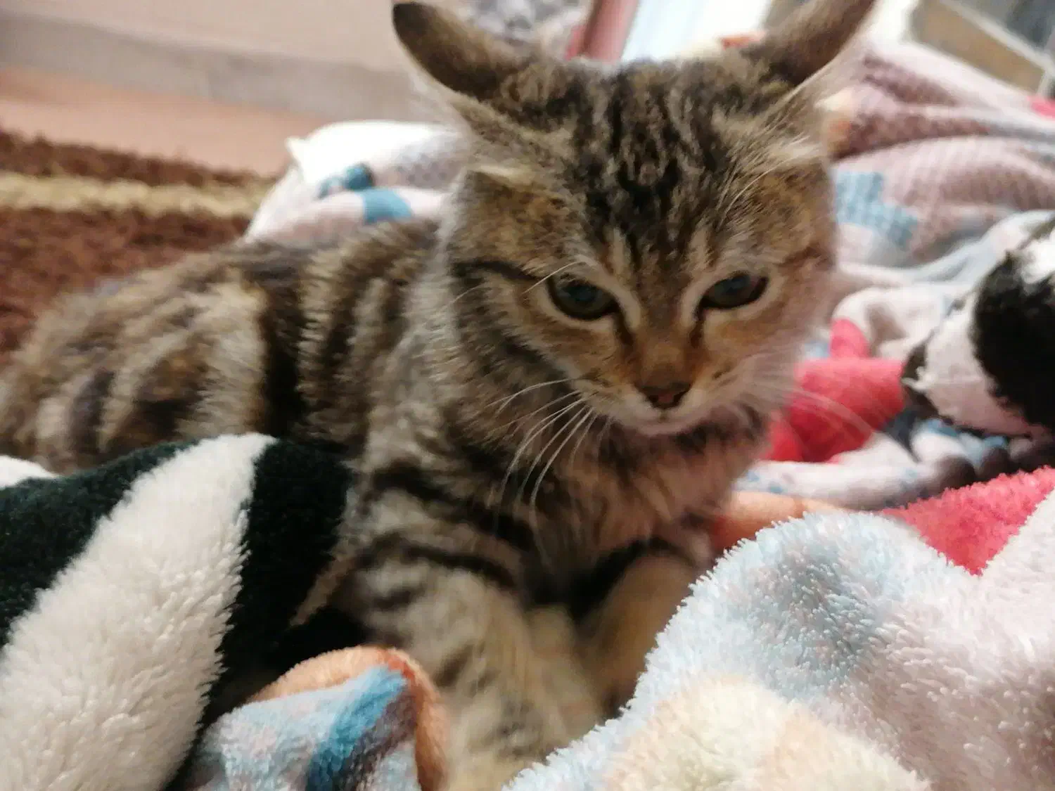 گربه|گربه|یزد, |دیوار