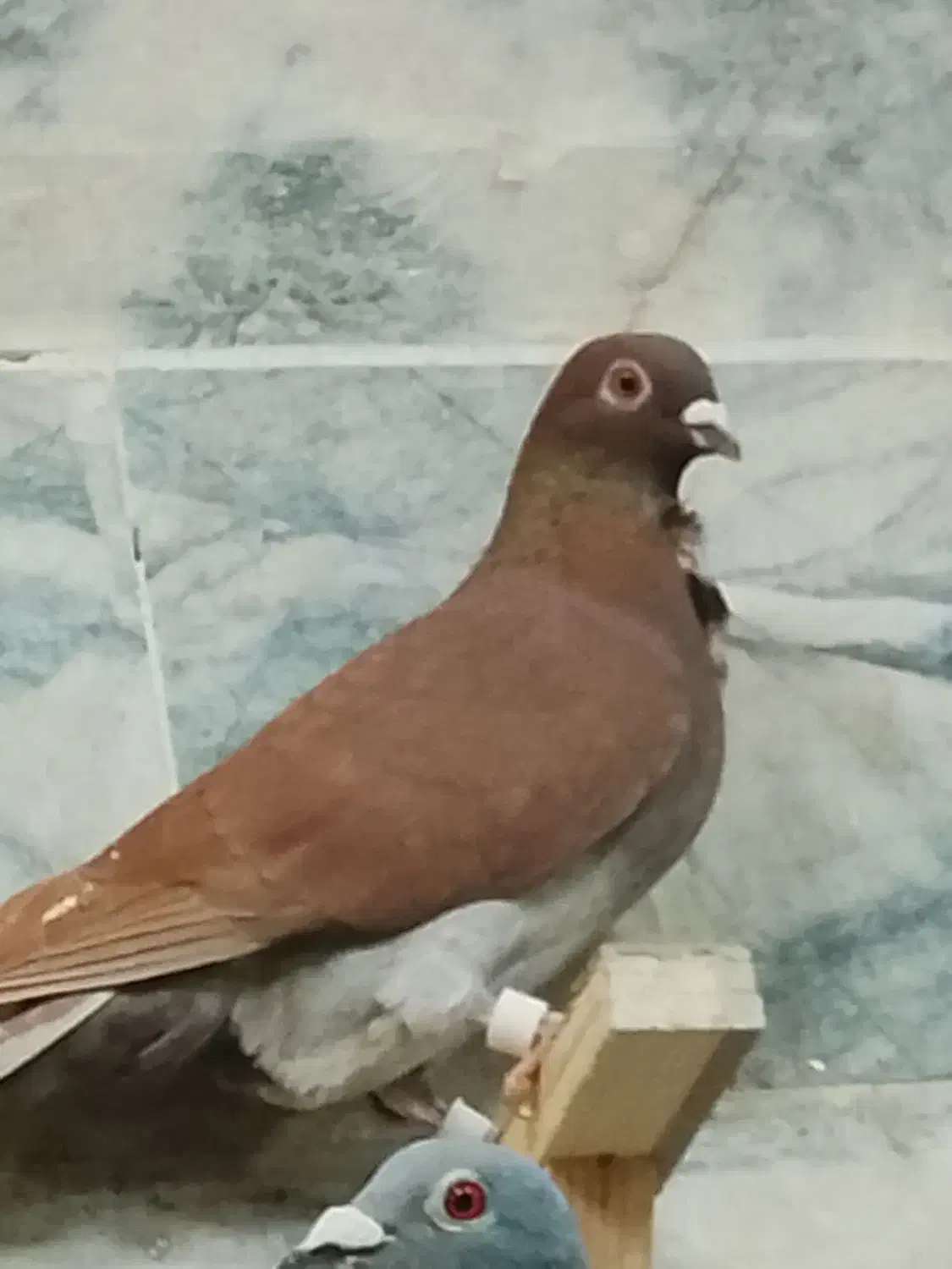 کبوتر تهرونی سرخ و کلاغ سبز چینی|پرنده|مشهد, گاز|دیوار