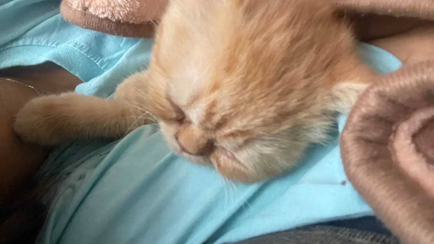 گربه اسکاتیش بریتیش|گربه|ری, دولتآباد|دیوار