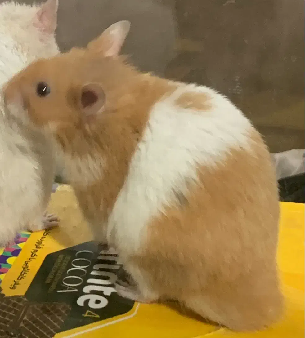 همستر مادر|موش و خرگوش|بوشهر, |دیوار