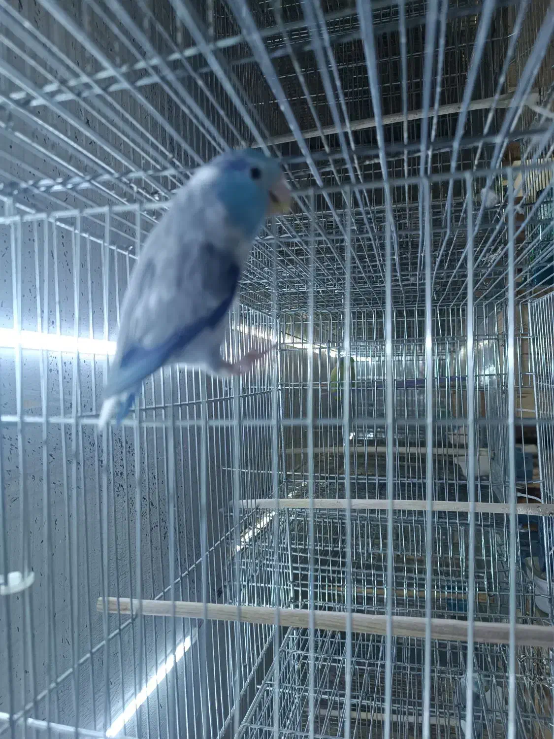 طوطی کاترین مرغ عشق  انگلیسی  پروتلت هشت خان|پرنده|قدس, شهر‌قدس|دیوار