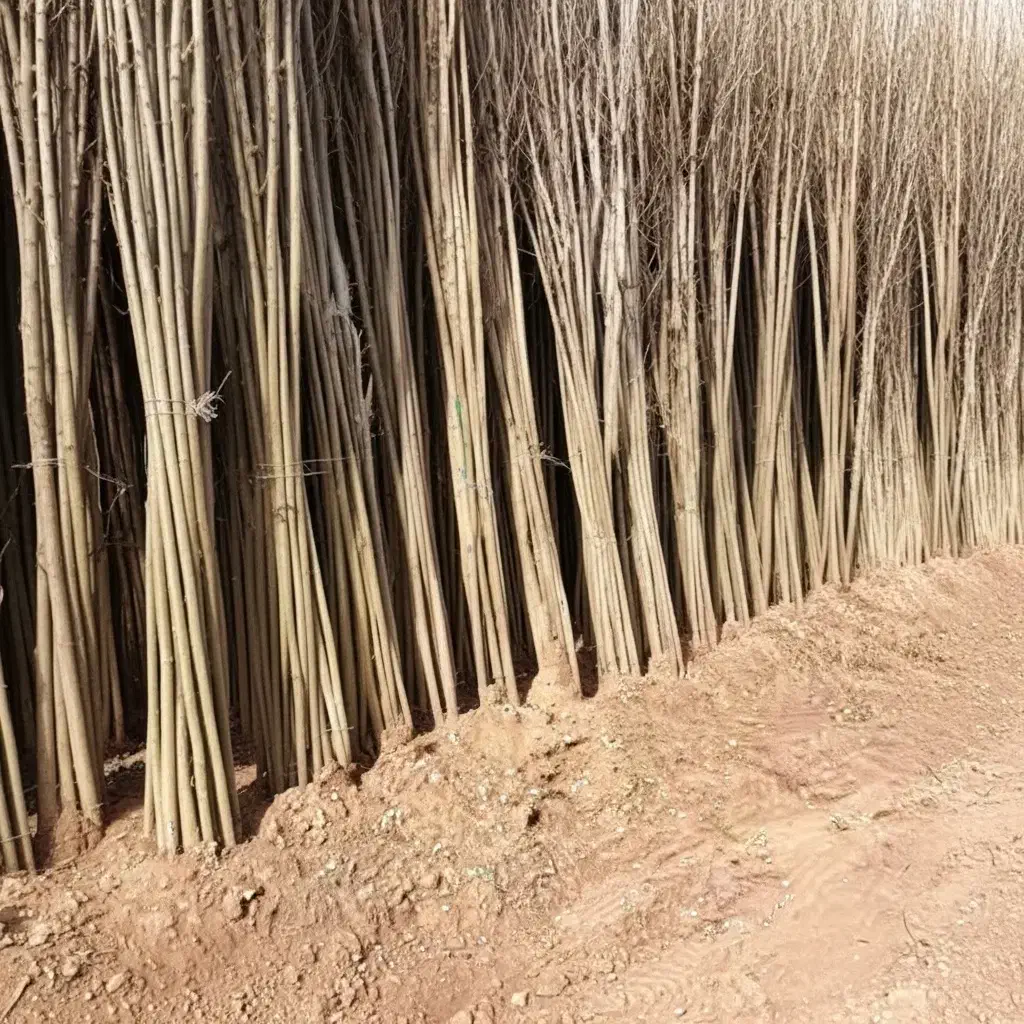 فروش نـهـال کـبـوده با کیفیت ممتاز|گل و گیاه طبیعی|تکاب, |دیوار