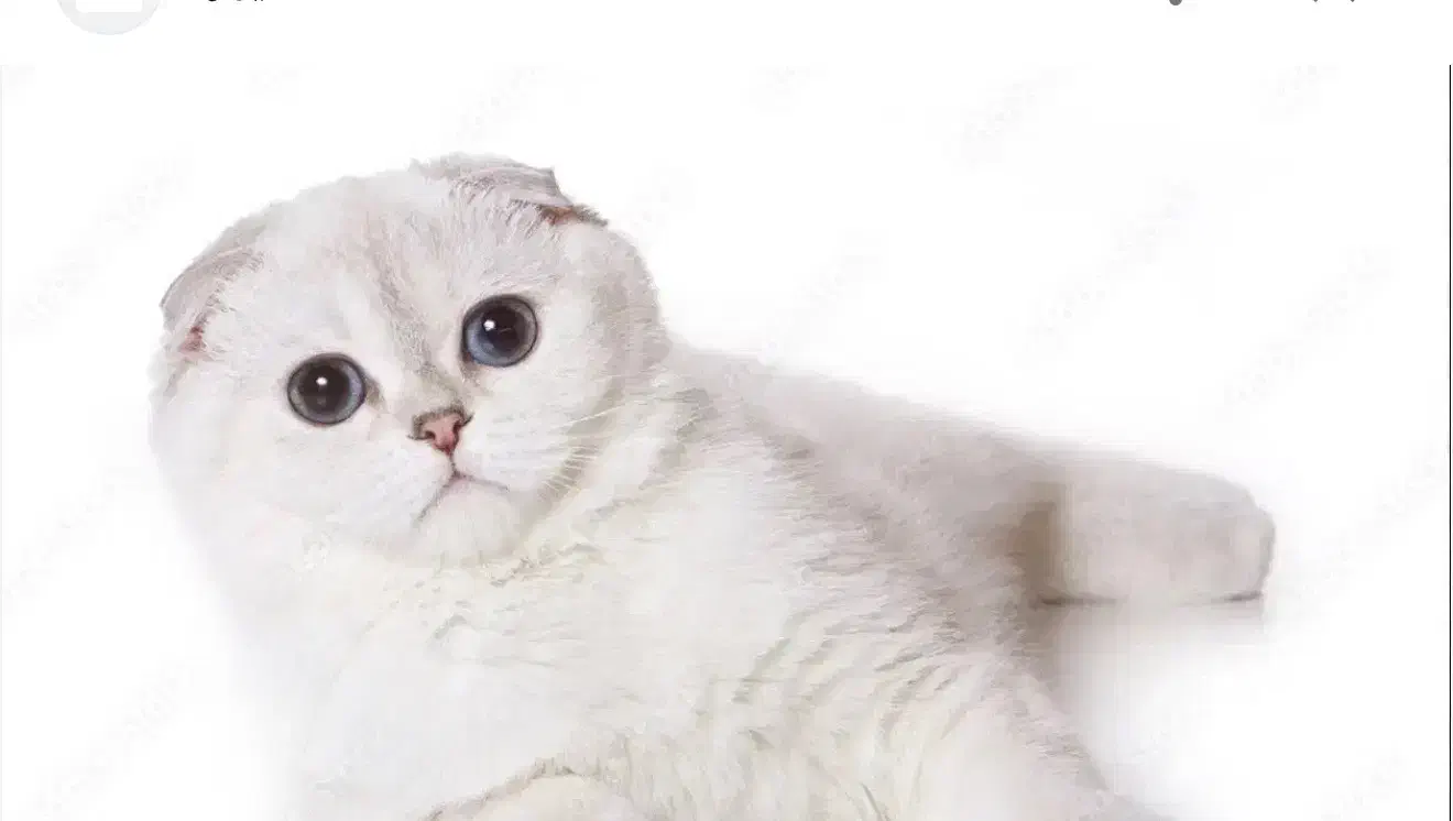 گربه|گربه|یزد, |دیوار