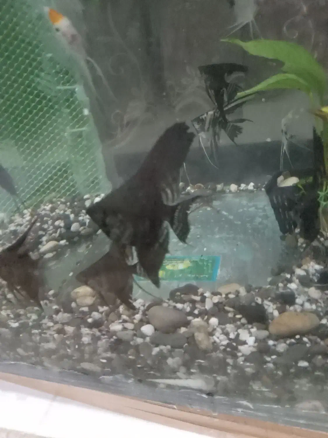 آنجل|ماهی|تهران, شهرک پاسداران|دیوار