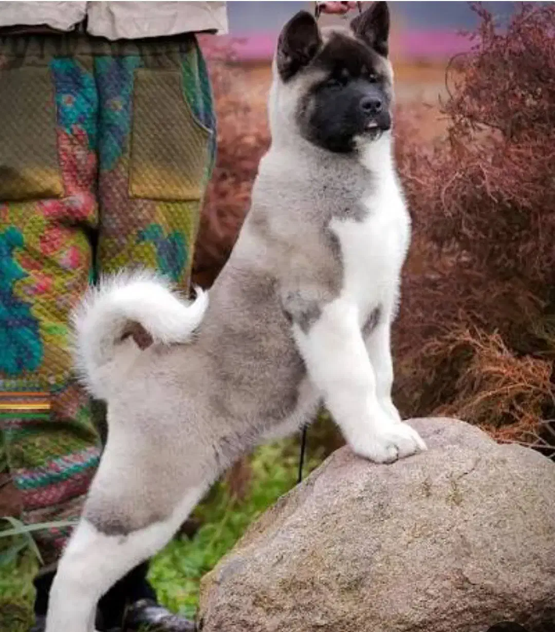 توله آمریکن آکیتا دوماهه|سگ|مرودشت, علیآباد|دیوار