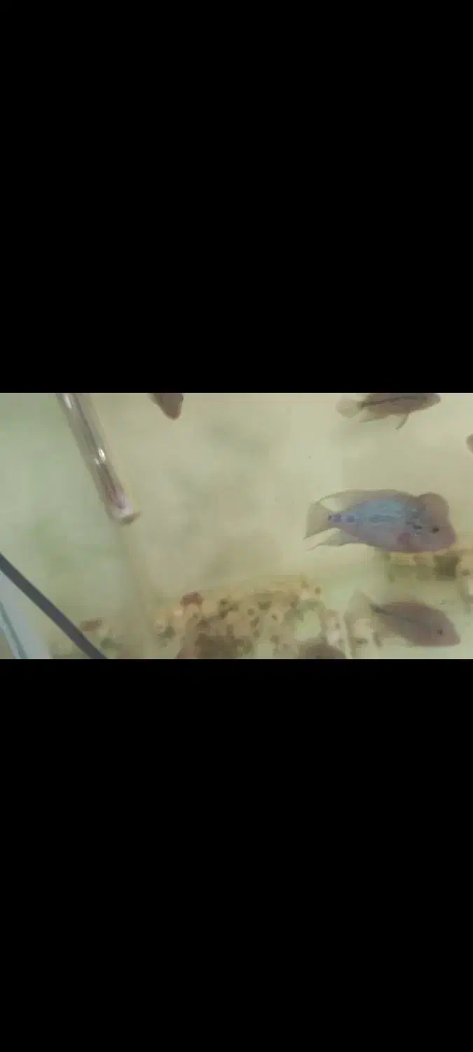 ماهی فلاور هورن تعداد زیاد 20هزار الی 300هزار|ماهی|مشهد, رسالت|دیوار