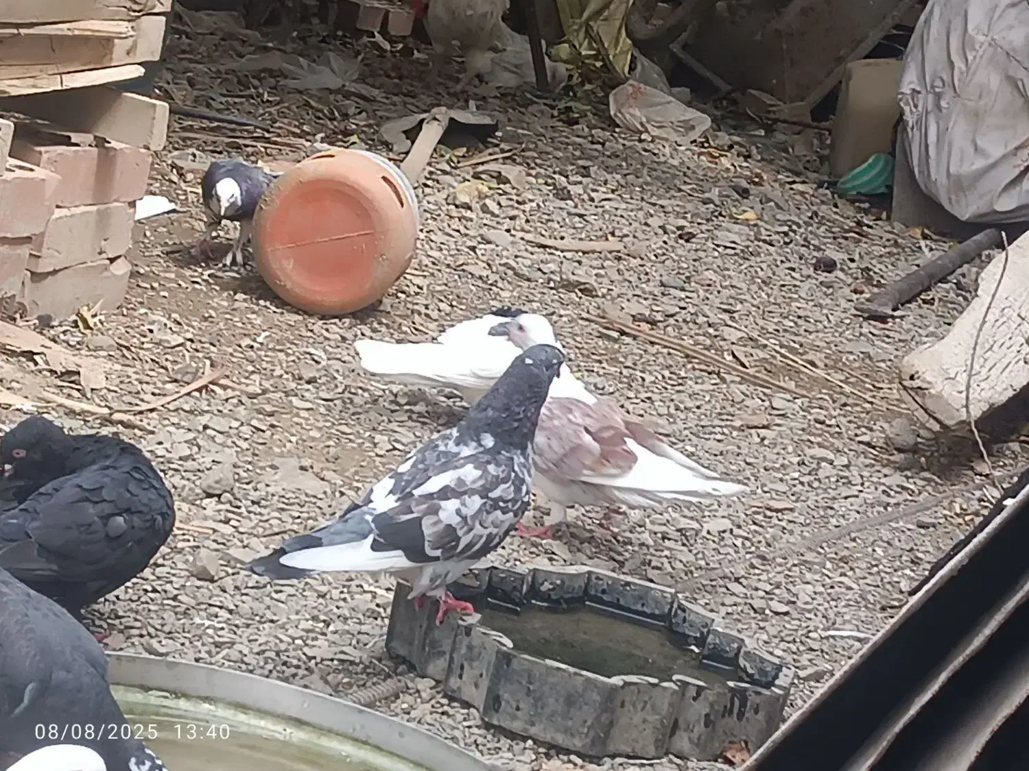 کبوتراهمگی دونه ای150|پرنده|بلوک, |دیوار