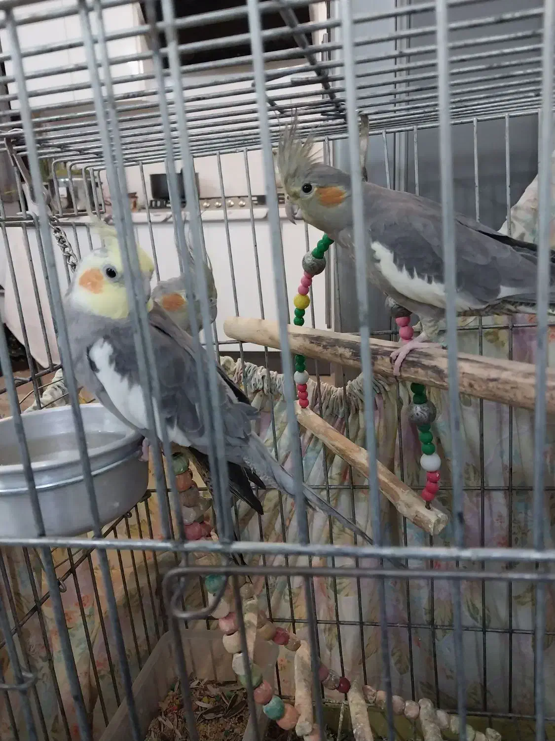 عروس هلندی|پرنده|قم, قلعه عموحسین|دیوار