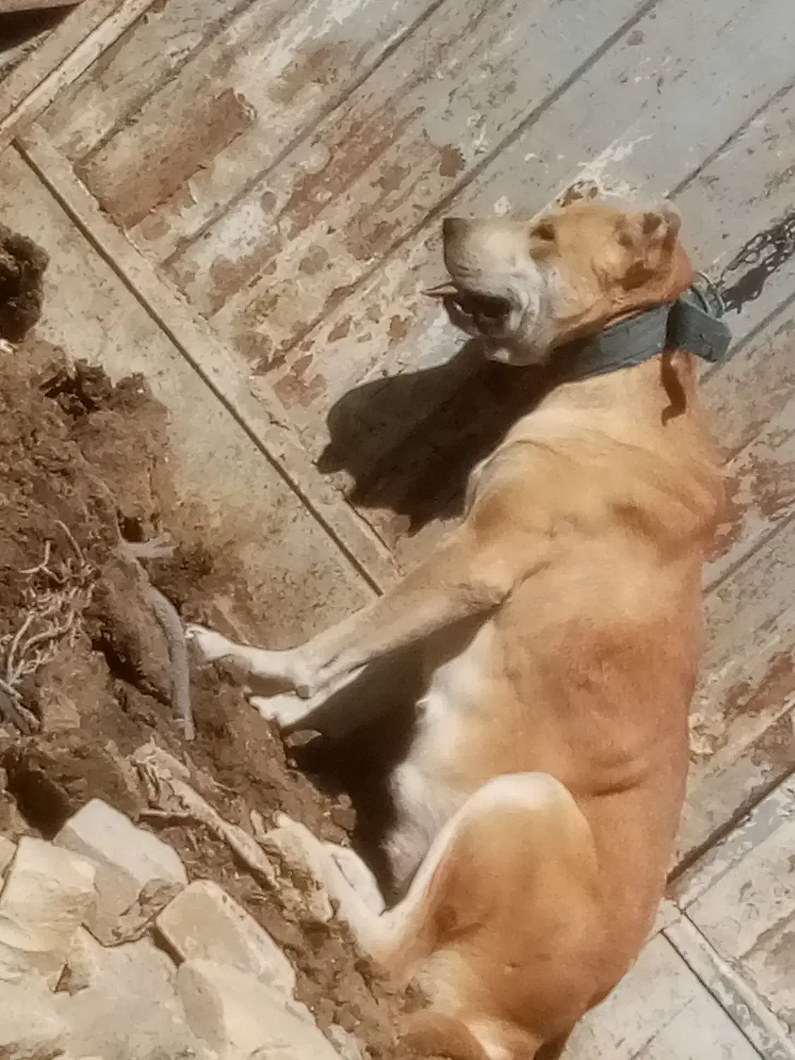 دل باتوله هاش|سگ|زاوه, |دیوار