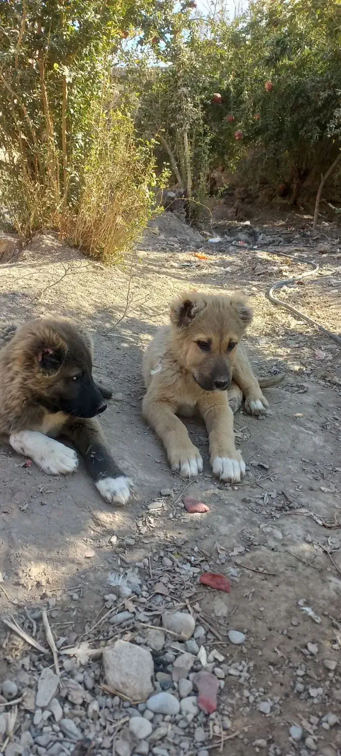 توله سگ|سگ|پیشوا, |دیوار